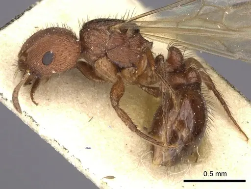 Pogonomyrmex abdominalis - CASENT0235284