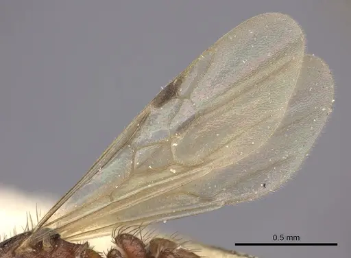 Pogonomyrmex abdominalis - CASENT0235284