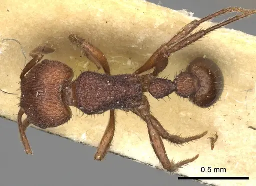 Pogonomyrmex abdominalis - CASENT0235285