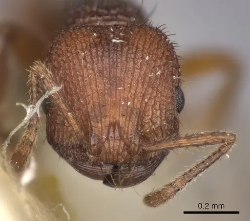 Pogonomyrmex abdominalis - CASENT0235285