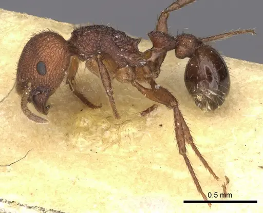 Pogonomyrmex abdominalis - CASENT0235285