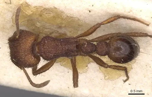 Pogonomyrmex abdominalis - CASENT0913090