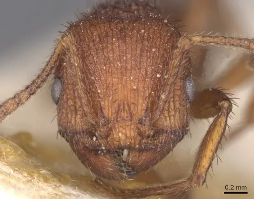 Pogonomyrmex abdominalis - CASENT0913090