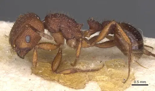 Pogonomyrmex abdominalis - CASENT0913090