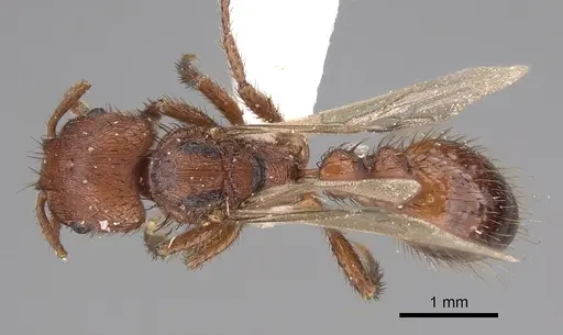 Pogonomyrmex abdominalis - CASENT0914378