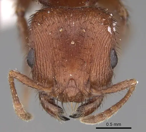 Pogonomyrmex abdominalis - CASENT0914378