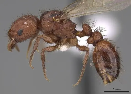 Pogonomyrmex abdominalis - CASENT0914378