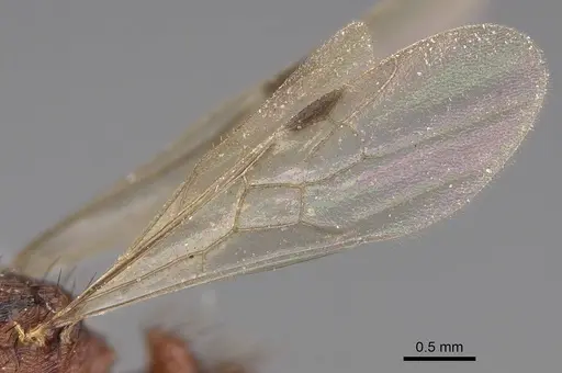 Pogonomyrmex abdominalis - CASENT0914378