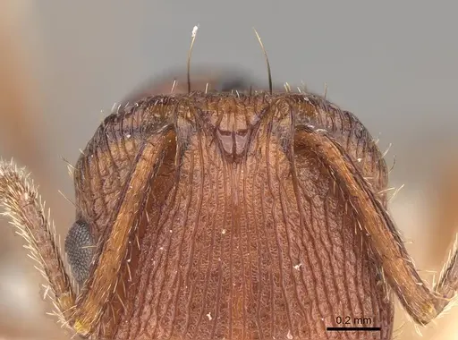 Pogonomyrmex abdominalis - CASENT0914813