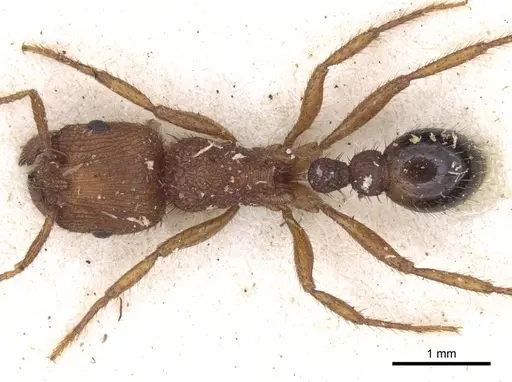 Pogonomyrmex abdominalis - CASENT0916915