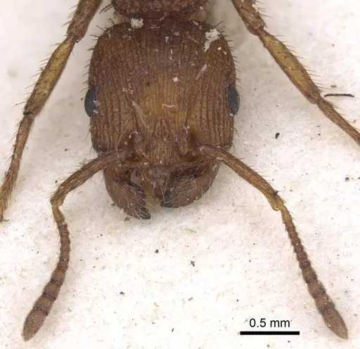 Pogonomyrmex abdominalis - CASENT0916915