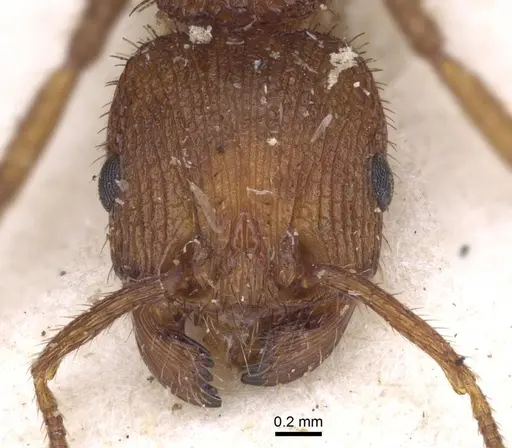 Pogonomyrmex abdominalis - CASENT0916915