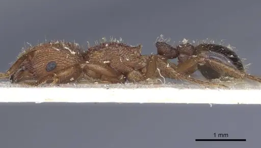 Pogonomyrmex abdominalis - CASENT0916915