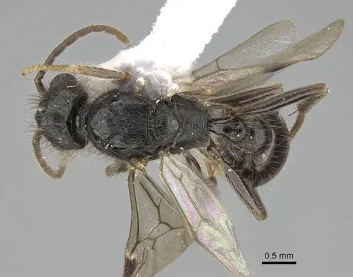 Pogonomyrmex abdominalis - CASENT0922554