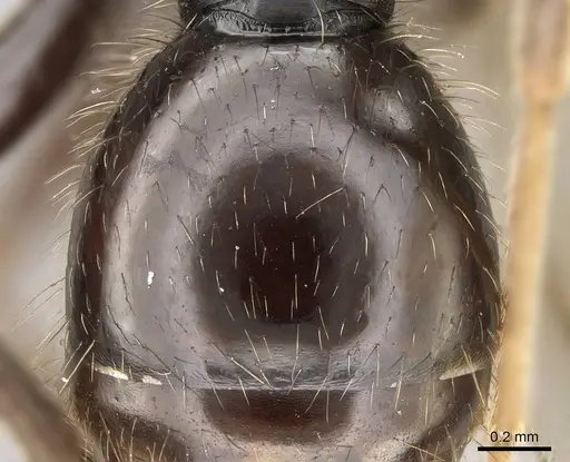 Pogonomyrmex abdominalis - CASENT0922554