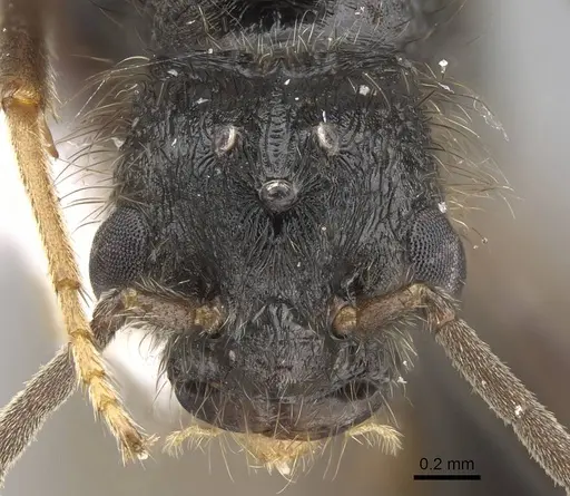 Pogonomyrmex abdominalis - CASENT0922554