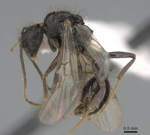 Pogonomyrmex abdominalis - CASENT0922554