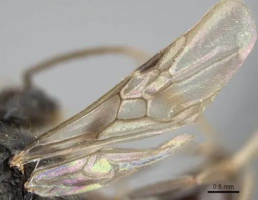 Pogonomyrmex abdominalis - CASENT0922554