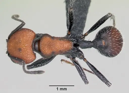 Pogonomyrmex andinus specimen