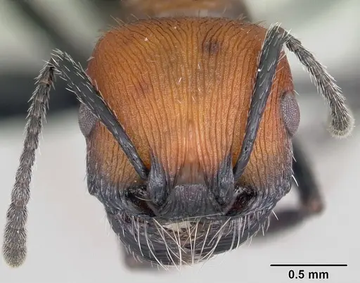 Pogonomyrmex andinus specimen