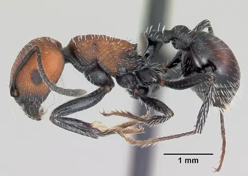 Pogonomyrmex andinus specimen