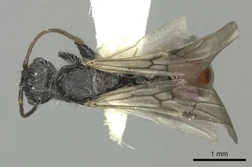 Pogonomyrmex andinus - CASENT0235300
