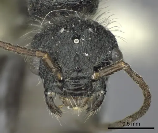 Pogonomyrmex andinus - CASENT0235300