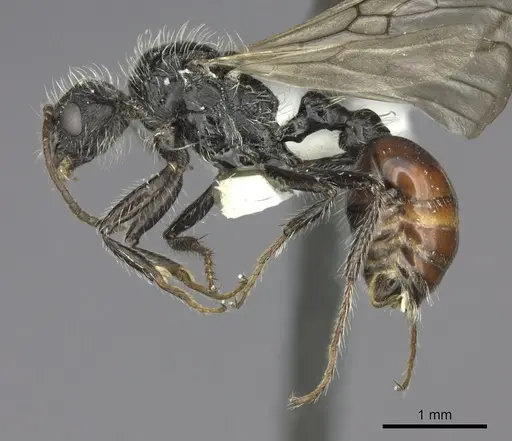 Pogonomyrmex andinus - CASENT0235300