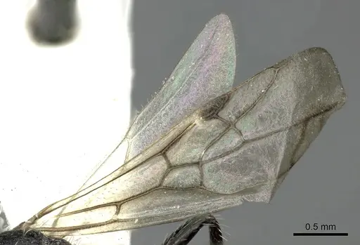 Pogonomyrmex andinus - CASENT0235300