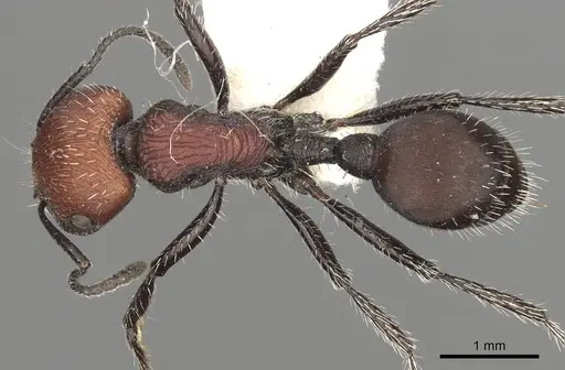 Pogonomyrmex andinus - CASENT0281111