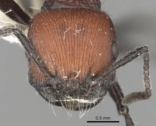 Pogonomyrmex andinus - CASENT0281111