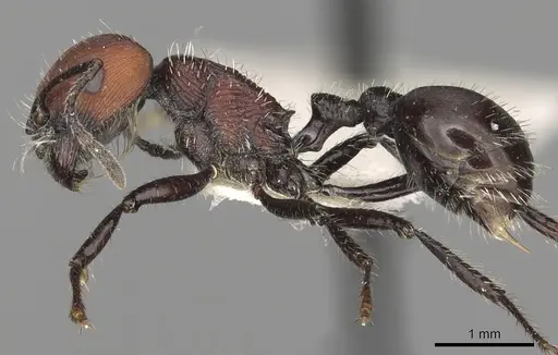 Pogonomyrmex andinus - CASENT0281111