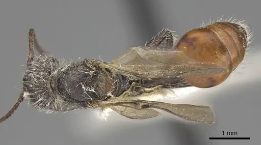 Pogonomyrmex andinus - CASENT0914112