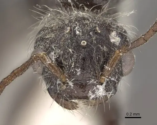 Pogonomyrmex andinus - CASENT0914112