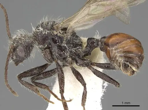 Pogonomyrmex andinus - CASENT0914112