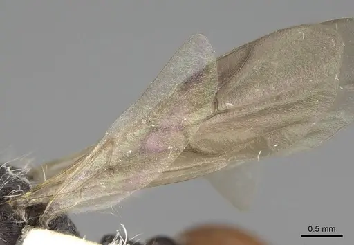 Pogonomyrmex andinus - CASENT0914112