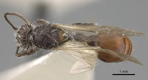 Pogonomyrmex andinus - CASENT0914113