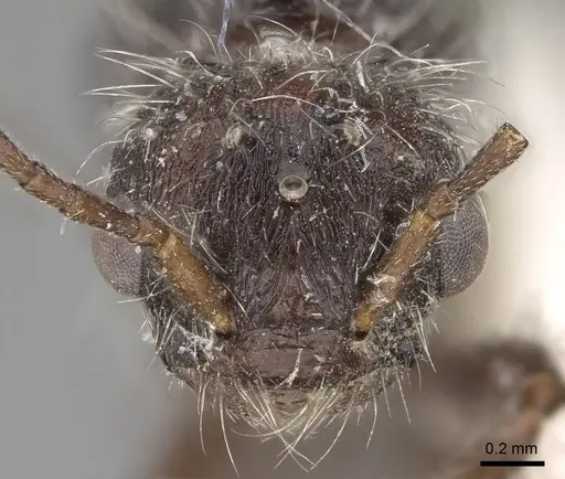 Pogonomyrmex andinus - CASENT0914113