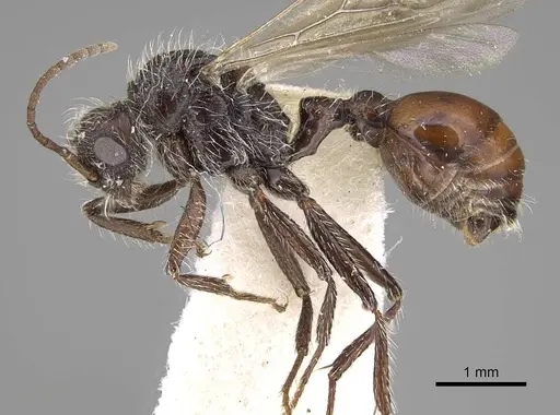 Pogonomyrmex andinus - CASENT0914113