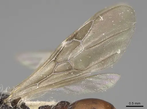 Pogonomyrmex andinus - CASENT0914113