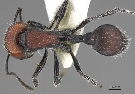 Pogonomyrmex andinus - CASENT0914130