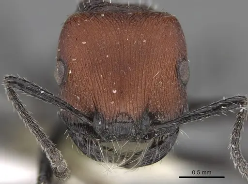 Pogonomyrmex andinus - CASENT0914130