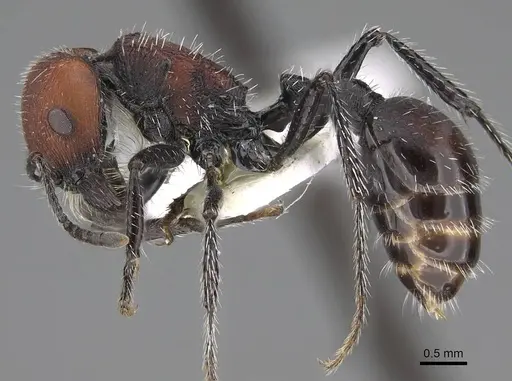 Pogonomyrmex andinus - CASENT0914130