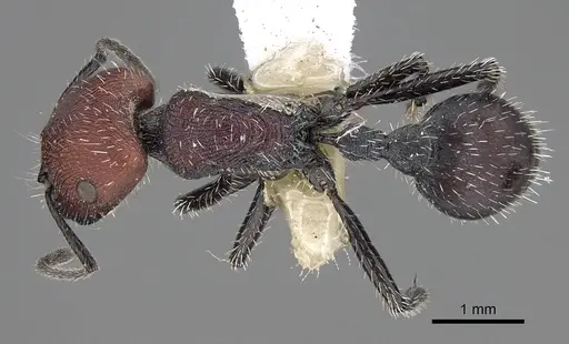 Pogonomyrmex andinus - CASENT0914131