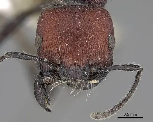 Pogonomyrmex andinus - CASENT0914131