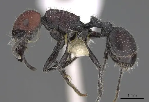 Pogonomyrmex andinus - CASENT0914131