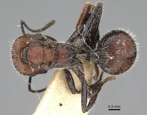 Pogonomyrmex andinus - CASENT0922558