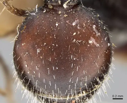 Pogonomyrmex andinus - CASENT0922558