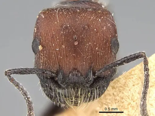 Pogonomyrmex andinus - CASENT0922558