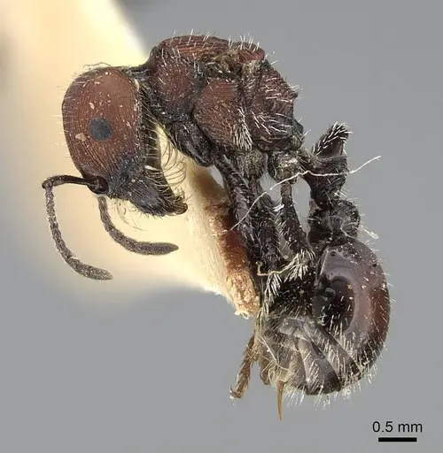 Pogonomyrmex andinus - CASENT0922558